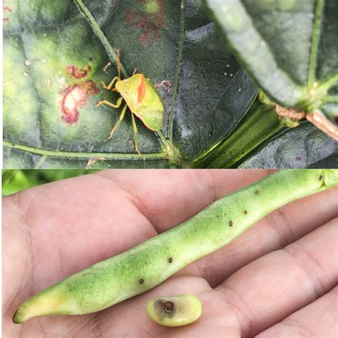 Pena: Plants that stink .